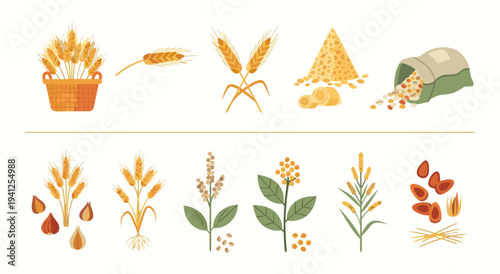 Vector illustration of grain plants, seeds, and agricultural products on a white background