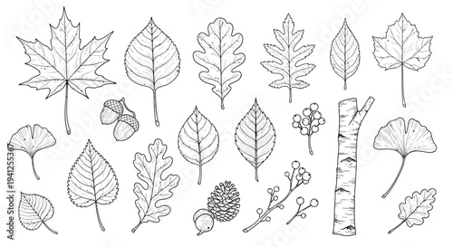 leaf botanical outline set vector