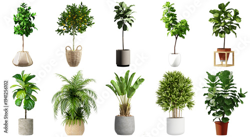 Quadro su tela Diverse collection of potted indoor houseplants, featuring various species and pot styles