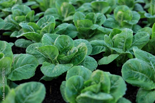 Close-up of green cos lettuce in a clean vegetable farm. Clean and safe organic vegetables ready to be harvested and delivered to consumers.