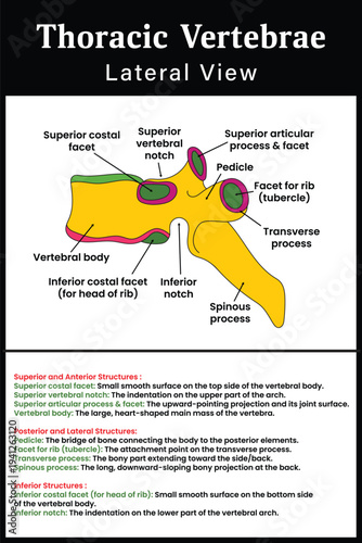 Thoracic Vertebrae lateral view diagram