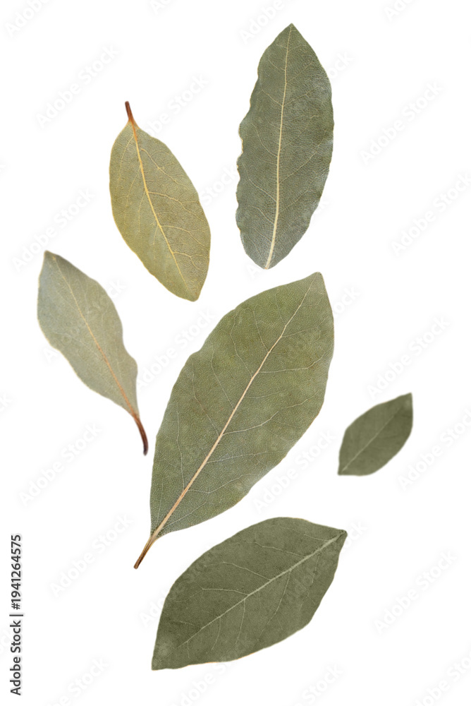 Fototapeta premium Floating laurel leaves spice levitation cut out.