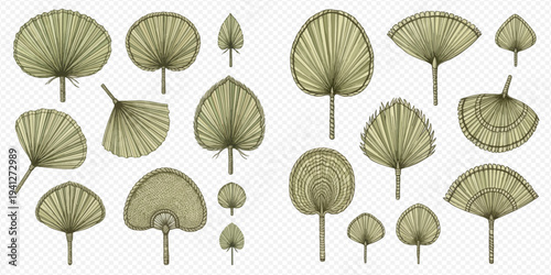 Set of dried palm leaves in various shapes, perfect for tropical and botanical designs.