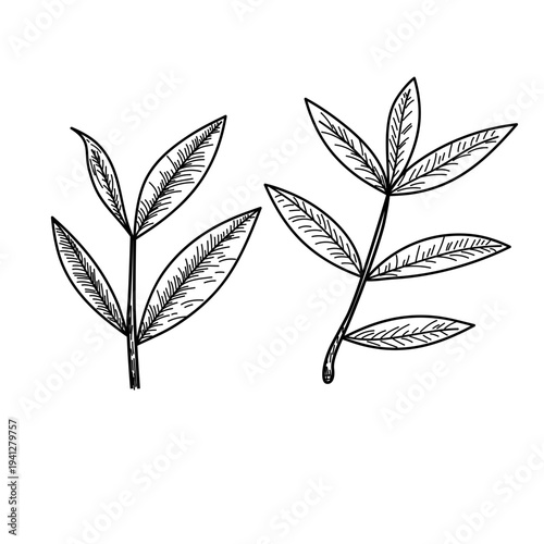 Green Tea Leaves