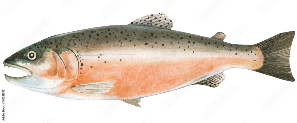 Fotografie Fresh raw atlantic salmon fish whole