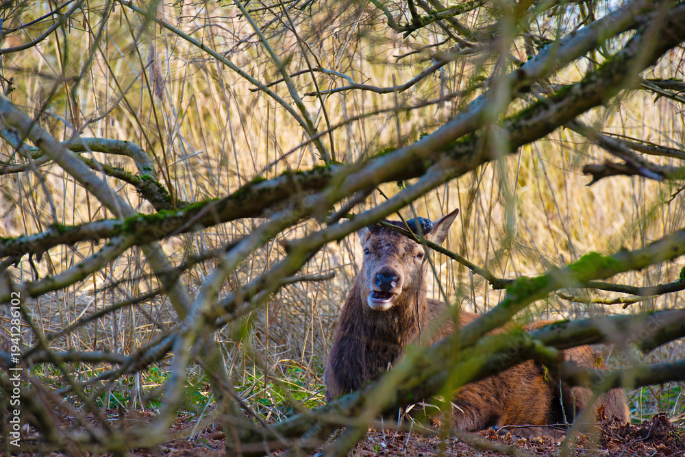 Fototapeta premium Red deer in a forest in sunlight in winter, Almere, Flevoland, The Netherlands, March 8, 2026