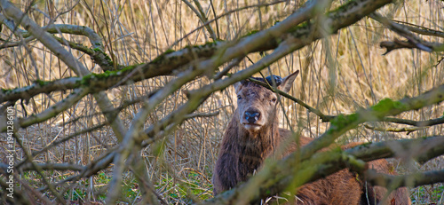 Wallpaper Mural Red deer in a forest in sunlight in winter, Almere, Flevoland, The Netherlands, March 8, 2026 Torontodigital.ca