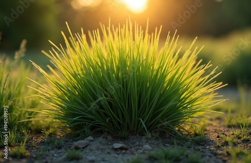 Green grass bush backlit by warm evening sun. Soft focus background shows meadow and golden light. Natural texture of wild plant in outdoor field.