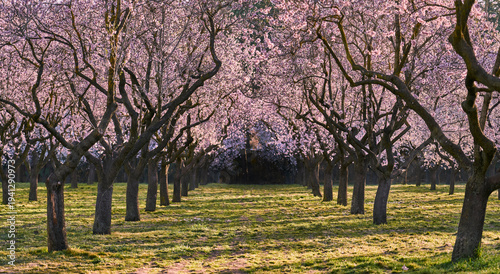 Cuadro en lienzo Almonds trees in public park quinta of molinos in Madrid