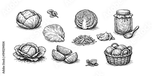 Hand-drawn illustration of cabbage in various forms, including whole heads, sliced, shredded, and preserved