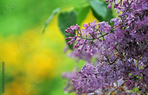 Foto Lilas en fleurs après une averse