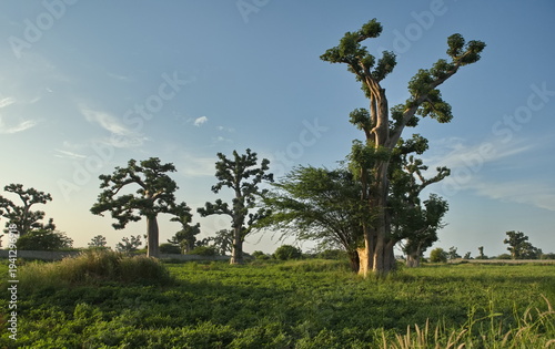 West Africa. Senegal. A picturesque panorama with lonely huge baobabs on a peanut field in the rays of the setting sun.