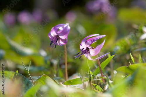 カタクリの花