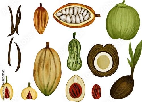 Assortment of Exotic Fruits and Spices Watercolor Collection. A vibrant watercolor collection featuring cocoa pods, vanilla beans, coconuts, nutmeg, and other tropical fruits and spices.