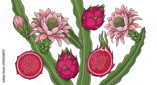Dragon Fruit Plant with Flowers and Fruits, Exotic Tropical Food Illustration