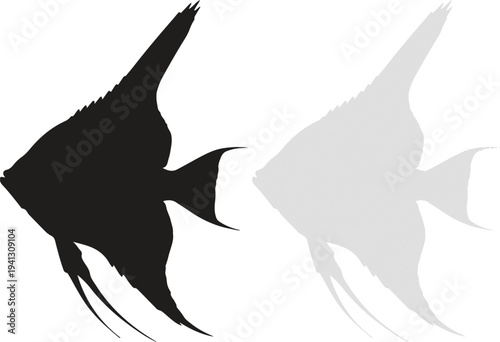 Silhouette of a black angelfish swimming on white background