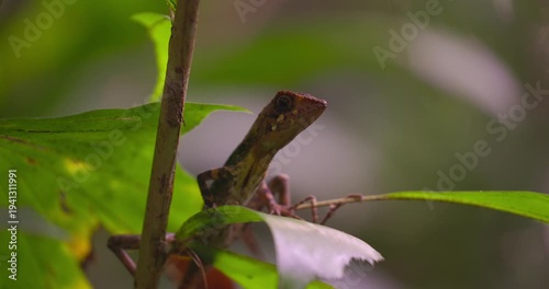 Green Forest Lizard (Calotes calotes) on a plant stem in Sinharaja Rainforest, Sri Lanka