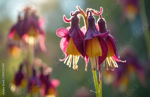 Macro photo of Aquilegia vulgaris blooming. Deep purple petals surround yellow centers. Delicate flower pendulous bells sway gently. Soft bokeh background glows.