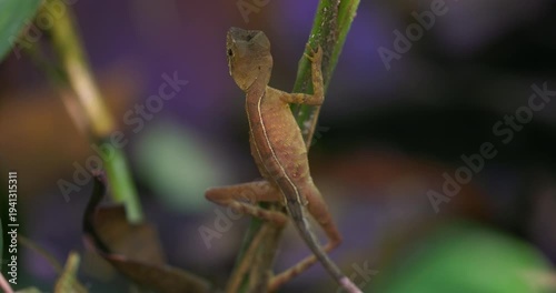 Green Forest Lizard (Calotes calotes) on a plant stem in Sinharaja Rainforest, Sri Lanka