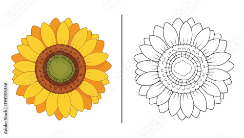 Colorful illustration of a sunflower next to a line drawing of a sunflower on a white background.