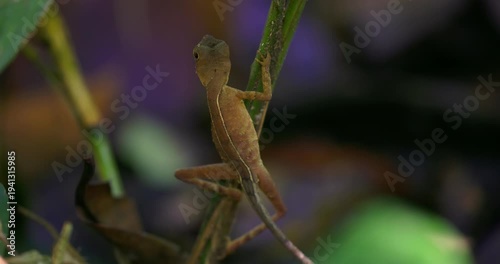 Green Forest Lizard (Calotes calotes) on a plant stem in Sinharaja Rainforest, Sri Lanka