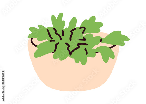 Cilantro herb in bowl. Leafy greens, natural cooking ingredient. Fresh leaf food, flavoring, seasoning. Healthy leaves, parsley. Flat vector illustration isolated on white background