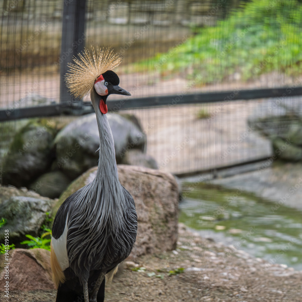 Obraz premium South African Cranes in Their Natural Habitat