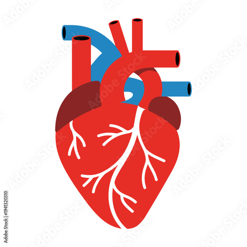 human heart vector anatomical illustration medical