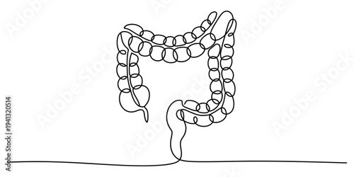 Continuous line drawing of a human large intestine or colon for medical illustration.