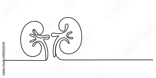 Continuous line drawing of human kidneys representing health and medical science concepts