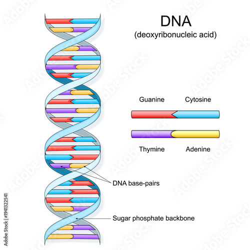 DNA structure. Complementary bases