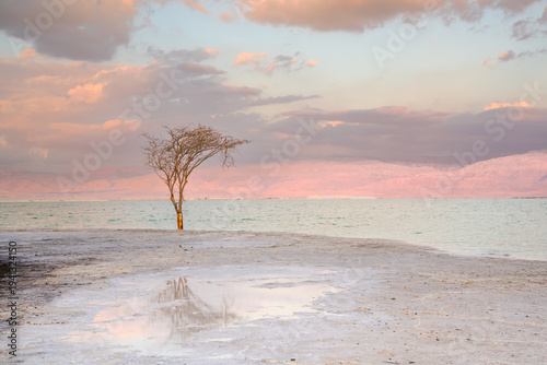 A lone tree on the Dead Sea, sunset, salt on the shore, Israel
