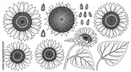 Hand-Drawn Sunflower Collection: Blossoms, Seeds, and Leaves Sketch