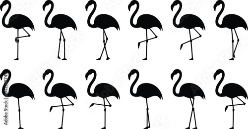 Flamingo bird silhouettes collection, tropical wading bird poses wildlife nature animal vector illustration set isolated design elements