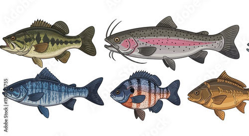 Fish Varieties on White Background.
