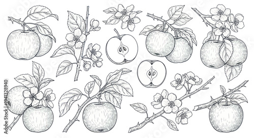 Hand-drawn Apple Branches with Fruits and Blossoms Sketch