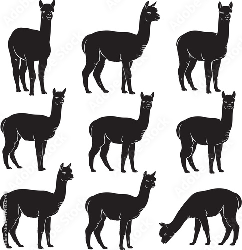 Set of Black Silhouette Alpacas Standing and Grazing, Isolated on White Background