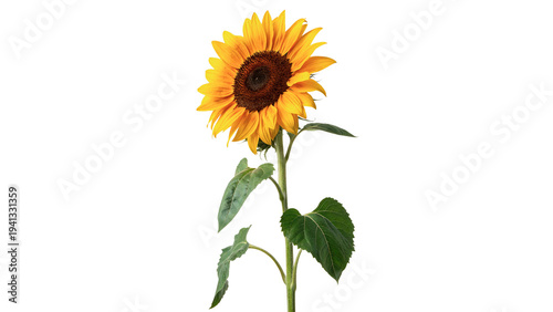 Fotografie Bright sunflower stands tall with green leaves and seeds visible in the center i