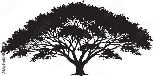 Japanese Maple Tree Delicate Intricate Branch Silhouette