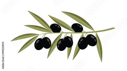 Artistic drawing of an olive branch laden with dark black olives and green leaves in a clean and modern vector style.