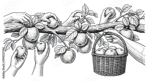 Vintage Illustration of Hands Harvesting Apples from a Tree into a Basket