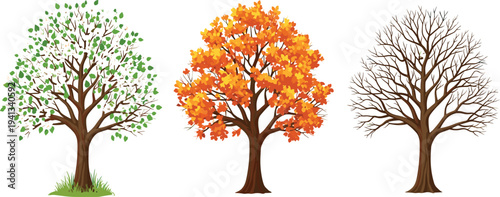 Four seasons tree collection showing spring summer autumn and winter stages isolated nature lifecycle vector illustration set