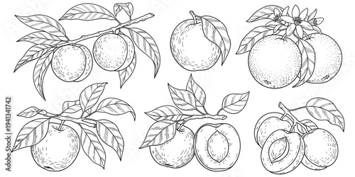 Peach and orange fruit illustration, botanical artwork, citrus branch design tribute, natural produce graphic, agricultural concept, educational plant theme flat vector illustration