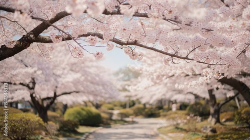 Beautiful cherry blossom trees in full bloom lining a peaceful park pathway during spring season