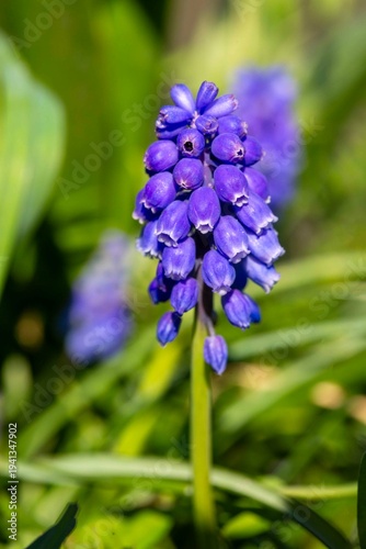 Purple grape hyacinth (Musc...