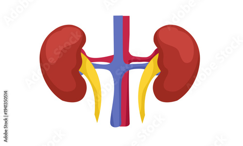 Kidney anatomy diagram with renal arteries, veins and ureters, simplified medical internal organ illustration isolated on white background