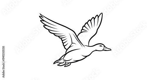 Flying duck in mid air motion.