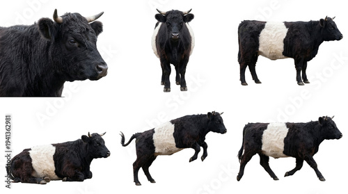 collection of black and white belted galloway cows on black background