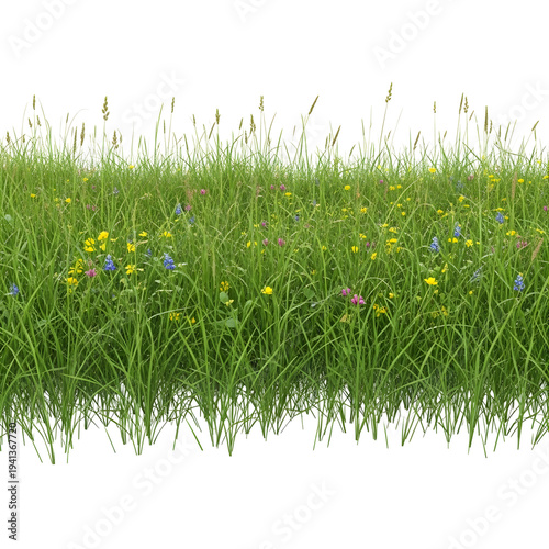 Wide Green Meadow Grass with Wildflowers Isolated on White Background