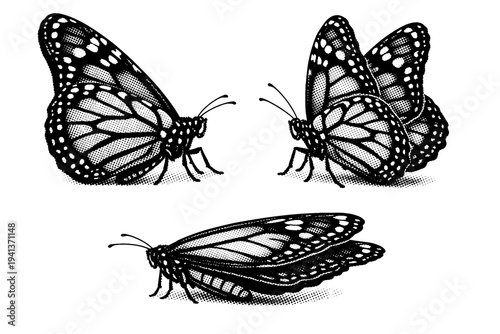 Monarch butterfly ventral wings. A realistic monarch butterfly emphasizing the ventral wing side is presented as a single object shown in three views focusing